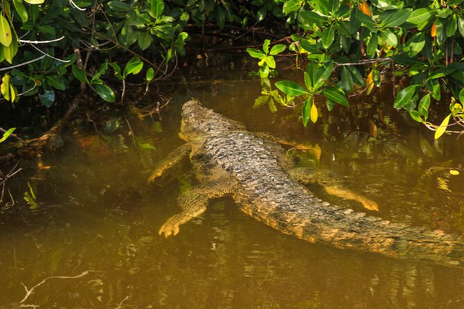 Nature tour by boat in the Natural Reserve in Río Lagartos - Price and what you really get for $77.66
