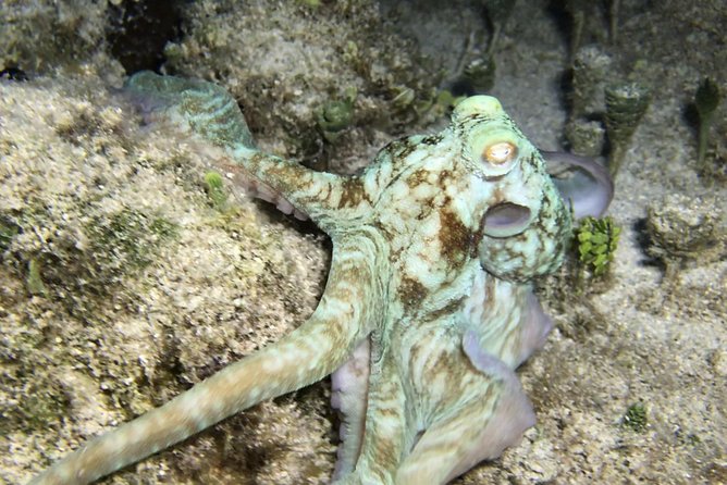 Night Snorkeling - Observation of octopus and other species - Equipment And Lights: What’s Included, What You Might Still Want