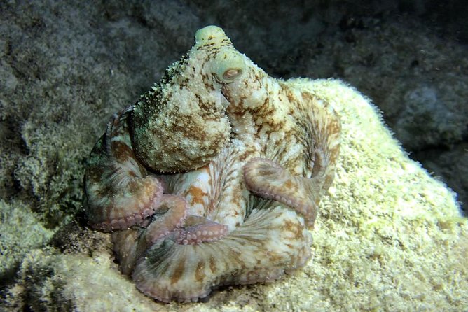 Night Snorkeling - Observation of octopus and other species - Value Check: Is $77.67 Worth It?