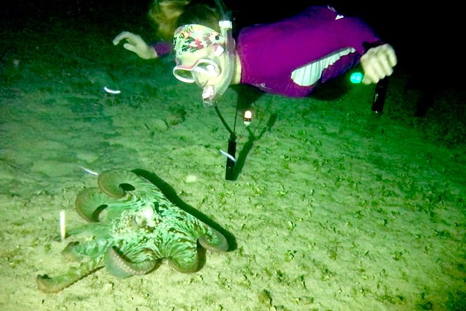 Night Snorkeling - Observation of octopus and other species - Who This Tour Fits Best (And Who Might Be Happier Elsewhere)