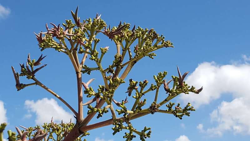 Oaxaca: Mezcal Adventure - Tastings that teach you how to judge, not just sip