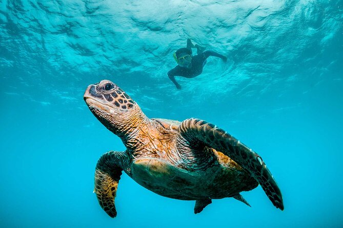 Ocean Eco Adventure with Marine Biologist Guides - Key highlights you should care about
