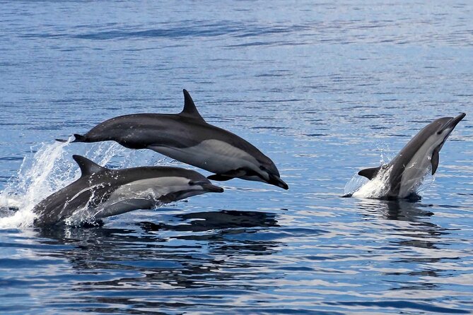 Ocean Eco Adventure with Marine Biologist Guides - Cruising the Huatulco National Park bays, from Chachacual to Chahué
