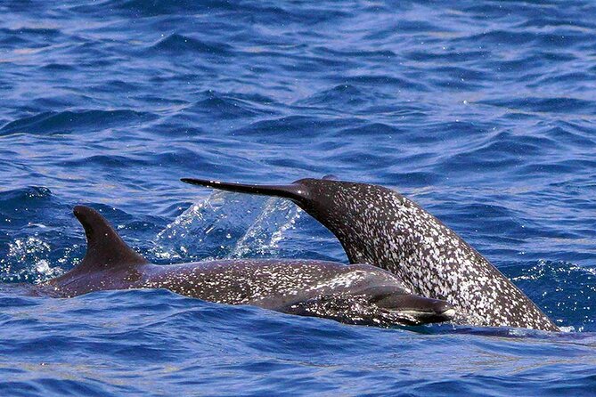 Ocean Eco Adventure with Marine Biologist Guides - Sea state reality check and motion-sickness game plan