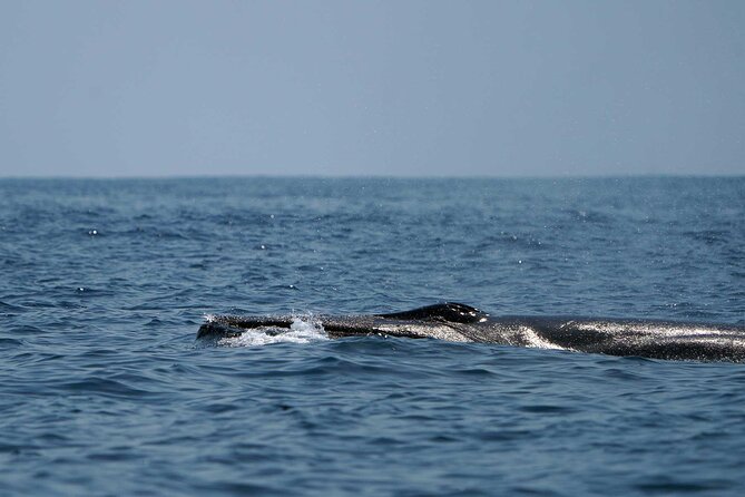 Ocean Eco Adventure with Marine Biologist Guides - Price, what’s included, and the cash extras that matter
