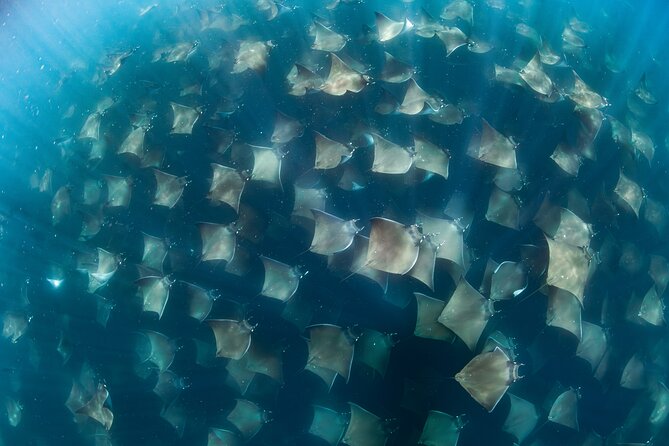 Ocean Safari in San Jose del Cabo - San Jose del Cabo Marina Morning: An 8:00 AM Start That Actually Works