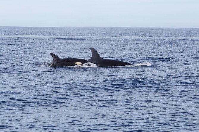 Ocean Safari in San Jose del Cabo - Lunch and Cold Water: The Comfort Part You Will Appreciate