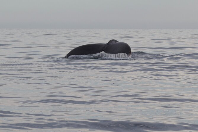 Ocean Safari in San Jose del Cabo - Practical Tips Before You Go: Don’t Let Sun and Stairs Win