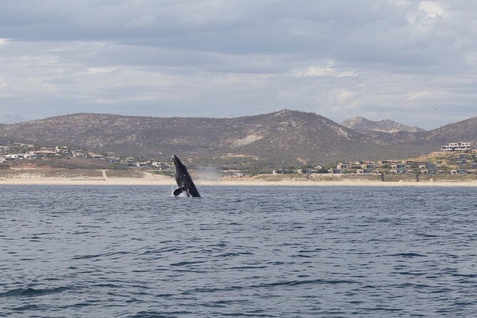 Ocean Safari in San Jose del Cabo - Who Should Book This Ocean Safari, and Who Might Skip It