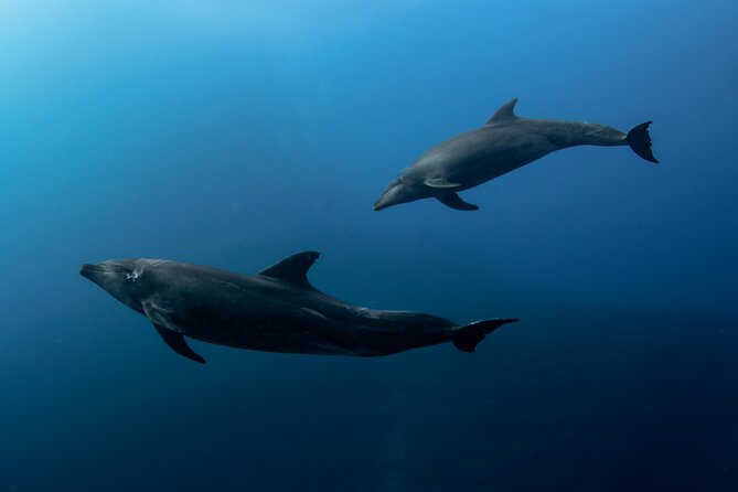 Ocean Safari in San Jose del Cabo - The Route Is Not Fixed: How the Guide Finds Dolphins, Rays, and Whales