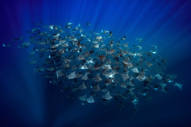 Ocean Safari: Sea Lions, Mobula Rays, Dolphins, Orcas & Whales - Key highlights you should know