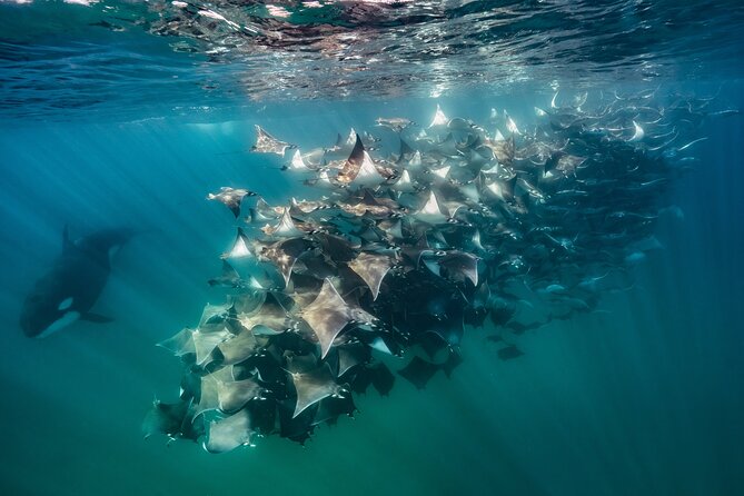 Ocean Safari: Sea Lions, Mobula Rays, Dolphins, Orcas & Whales - La Ventana Ocean Safari by panga, not a giant cruise