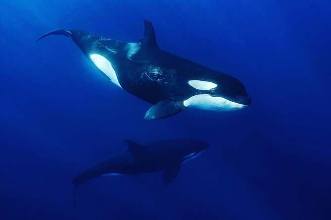 Ocean Safari: Sea Lions, Mobula Rays, Dolphins, Orcas & Whales - The animal “menu”: mobula rays, dolphins, orcas, and whales