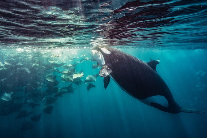 Ocean Safari: Sea Lions, Mobula Rays, Dolphins, Orcas & Whales - The swim rules and safety expectations that affect your day