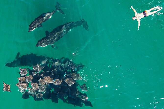 Ocean Safari: Sea Lions, Mobula Rays, Dolphins, Orcas & Whales - How the day usually plays out on the water (and why it feels spontaneous)