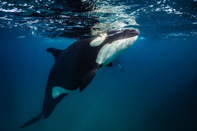 Ocean Safari: Sea Lions, Mobula Rays, Dolphins, Orcas & Whales - What “no harassment of wildlife” means in practice