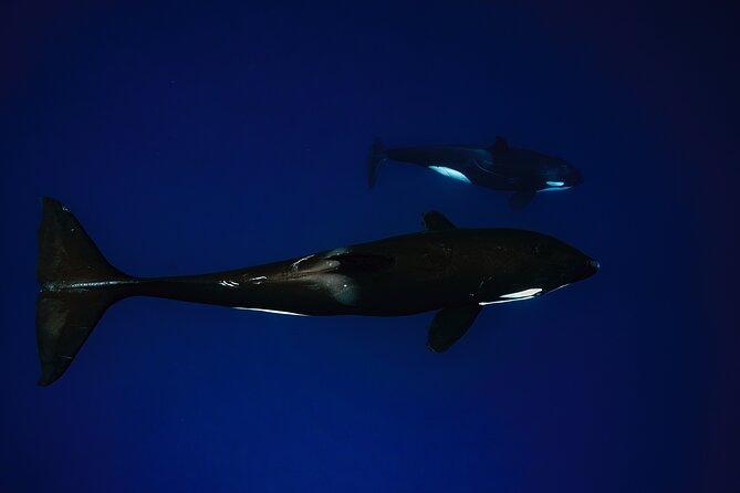 Ocean Safari: Sea Lions, Mobula Rays, Dolphins, Orcas & Whales - Tips for a smooth La Ventana snorkeling and whale watching day