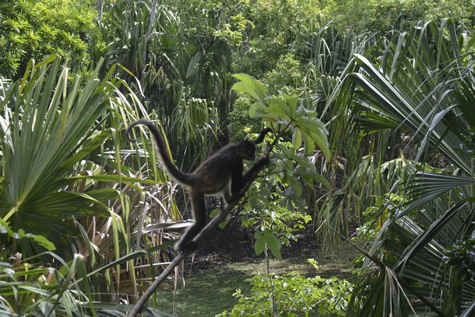 One Day Tour to Chacchoben Mayan City and Bacalar Lagoon with a Certified Guide - Lunch by the lagoon: fajitas, aguas frescas, and the stuff that fuels the afternoon