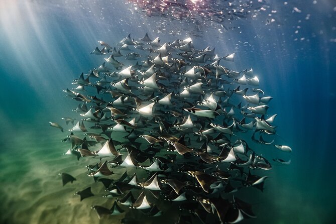 Open Ocean Safari and Whale Watching - Quick hits before you go