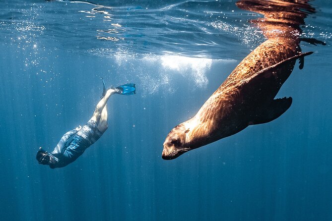 Open Ocean Safari and Whale Watching - Cabo whale watching, but with a snorkel on the side