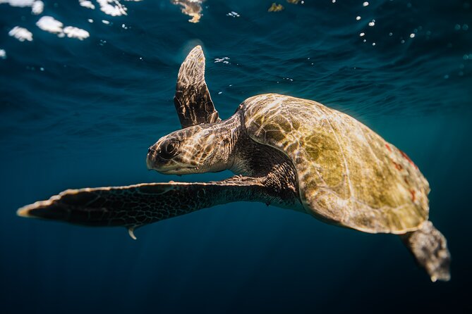 Open Ocean Safari and Whale Watching - What you might see in the water: whales, dolphins, rays, and more