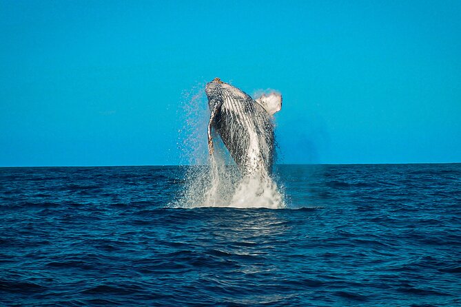 Open Ocean Safari and Whale Watching - Guides make the difference, and names matter here