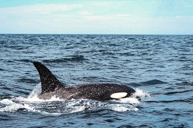 Open Ocean Safari and Whale Watching - Gear, photos, and those small add-ons you should plan for
