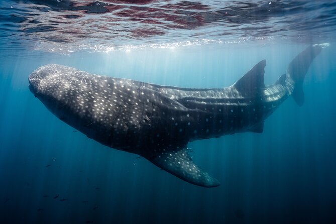 Open Ocean Safari and Whale Watching - Group size: why max 10 feels better than bigger tours