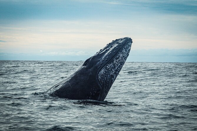Open Ocean Safari and Whale Watching - Weather rules and the reality of nature timing