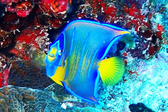 Open Water Certification Course-PADI - Isla Mujeres PADI Open Water: What Makes This Course Work
