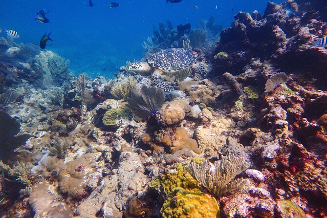 Open Water Certification Course-PADI - Day 1: E-Learning Review and Confined Water Skills