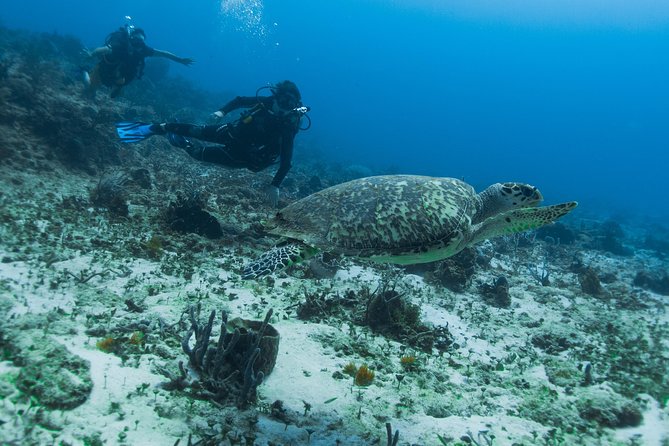 Open Water Course Cozumel - PADI Open Water in Cozumel: what makes this course click