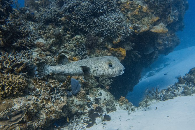 Open Water Course Cozumel - Pool work and buoyancy coaching: the part that makes you feel safe