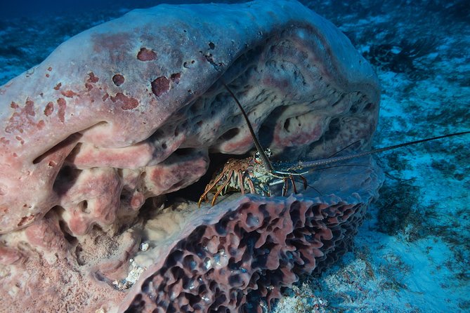 Open Water Diver course PADI including underwater video - Diversland Check-In: Small Group, Big Instruction Time