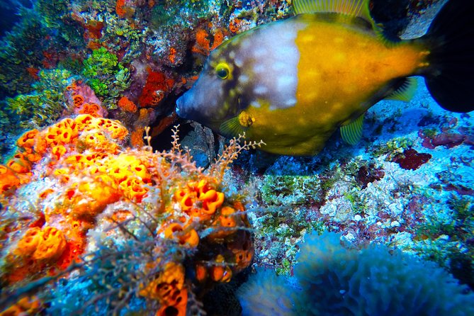 Open Water Diver course PADI including underwater video - Training Materials You Keep, and the Underwater Video You Get