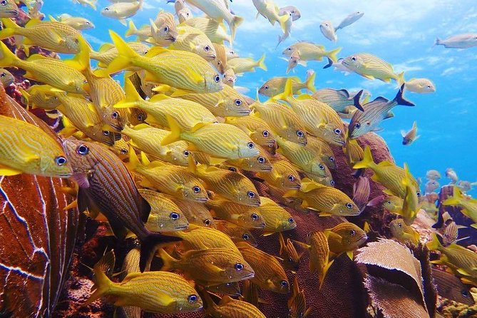Open Water Diver course PADI including underwater video - Price and Value: Is $480 Worth It?