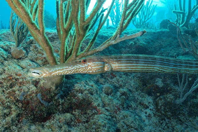Open Water Diver course PADI including underwater video - Logistics That Make Your Schedule Less Stressful