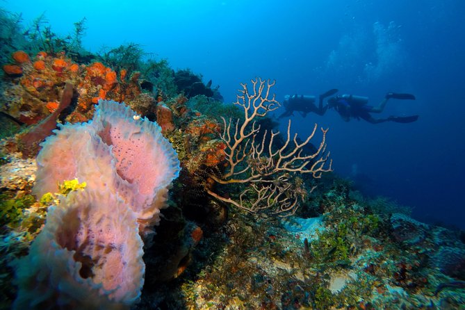 Open Water Diver course PADI including underwater video - Who This PADI Course Suits Best (and Who Might Reconsider)