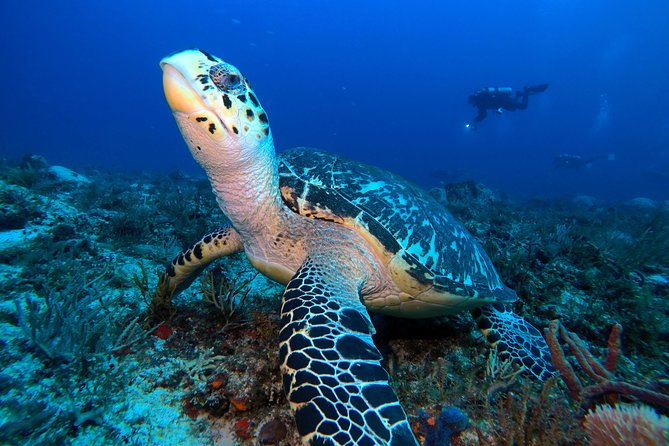 Open Water Diver course PADI including underwater video - The PADI Open Water Course, Broken Into Clear Stages
