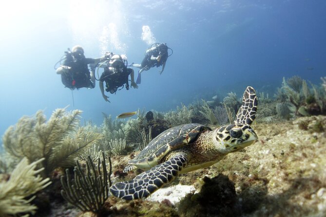 PADI Discover Scuba Diving for divers without certification - Key highlights you’ll care about