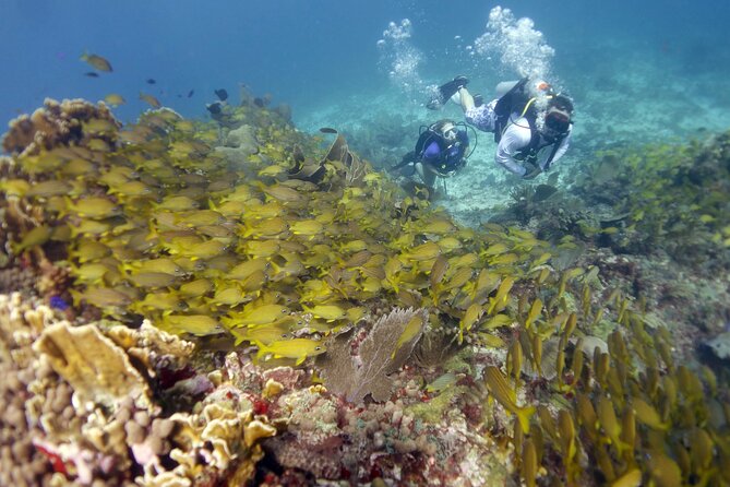 PADI Discover Scuba Diving for divers without certification - Second underwater stop at Manchones Reef, the wildlife watch