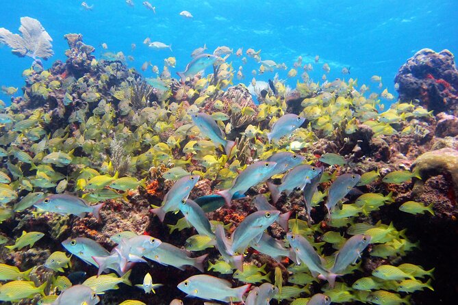 PADI Discover Scuba Diving for divers without certification - What the day feels like: from land basics to underwater calm