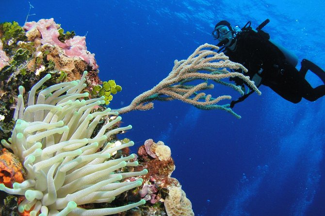 PADI Discover Scuba Diving in Playa del Carmen - Theory session: the safety basics you need right away