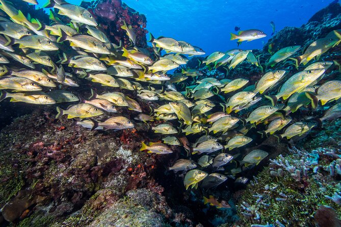 PADI Discover Scuba Diving Program in the Riviera Maya - Reef time in the Riviera Maya: what you can expect to see