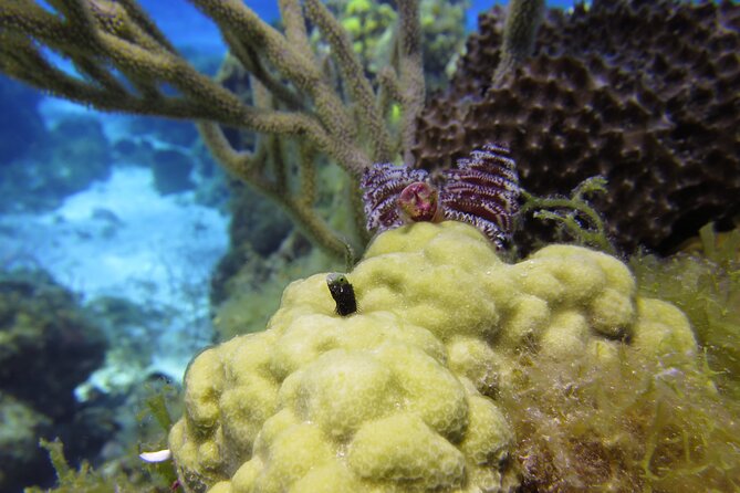 PADI Discover Scuba Diving Program in the Riviera Maya - Price, value, and the extras that can change your final cost