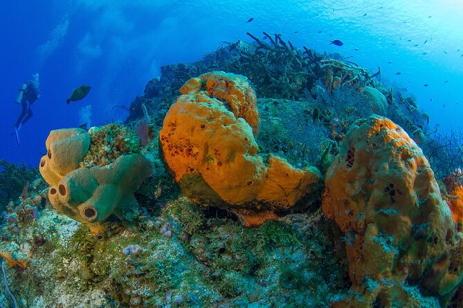 PADI Discover Scuba Diving Tour in Cozumel - Price and value: is $207 a good deal?