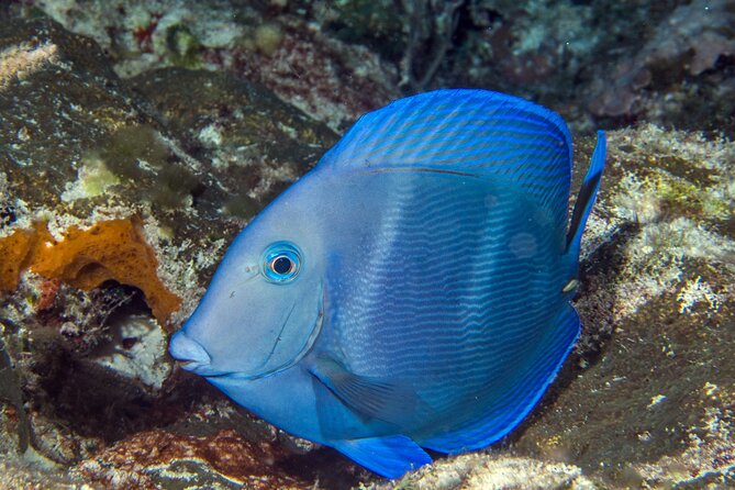 PADI Discover Scuba Diving Tour in Cozumel - Transportation: the biggest risk if you are not staying in Cozumel