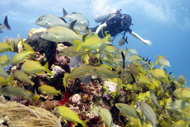 PADI Open Water Diver Course - Price and Value: Is $560 Fair for a Two-Day Certification Course?