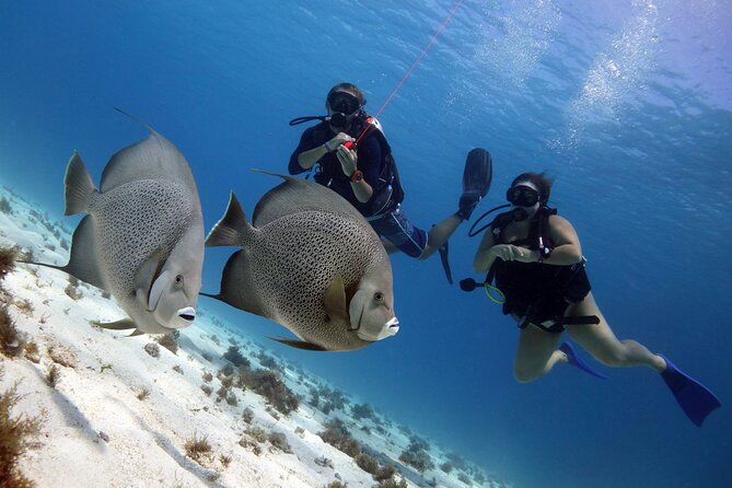 PADI Open Water Diver Course - Who Should Book This Course, and What to Plan For