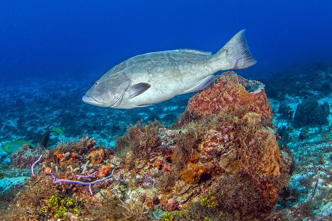 PADI Open Water Diver Course in the Riviera Maya - Your 3 to 4 Day Flow: Digital Manual, Pool Practice, Then Boat Sessions